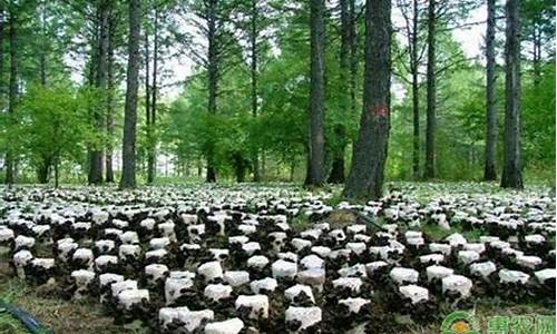 木耳的种植时间与方法视频(木耳种植)_上期所_第1张_财经网 木耳的种植时间与方法视频(木耳种植)_https://www.lclxwz.com_上期所_第1张