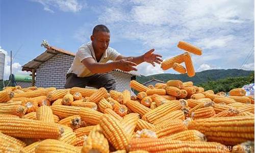 云南玉米期货今日行情(云南玉米期货今日行情最新)_https://www.lclxwz.com_上期能源_第1张