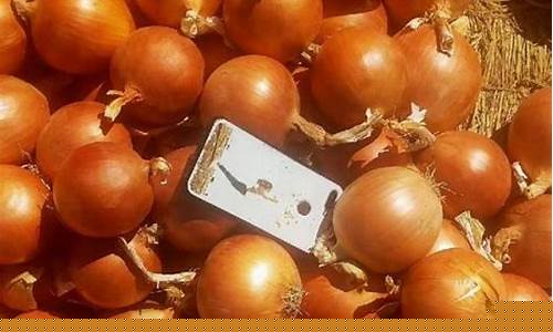 洋葱期货价格行情(洋葱 期货)_https://www.lclxwz.com_大商所_第1张