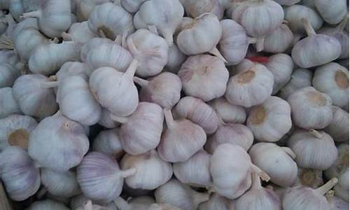 近日大蒜期货价格行情(今日大蒜期货价格)_https://www.lclxwz.com_上期能源_第1张