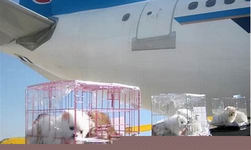 航空托运猫咪要多少钱(航空托运猫咪要多少钱一只)_https://www.lclxwz.com_上期所_第1张