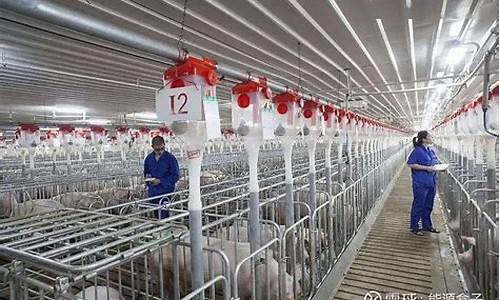 中国最大的养猪企业叫什么(中国最大的养猪企业叫什么名)_https://www.lclxwz.com_上期所_第1张
