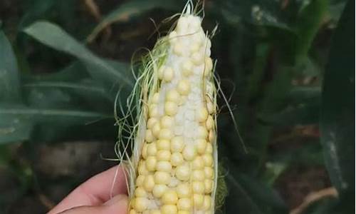 有的品种出现ctp只能平仓_郑商所_第1张_财经网 有的品种出现ctp只能平仓_https://www.lclxwz.com_郑商所_第1张