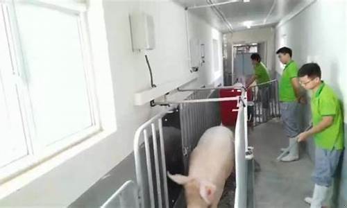 称猪的计算方法(称猪计算方法怎什算)_https://www.lclxwz.com_大商所_第1张