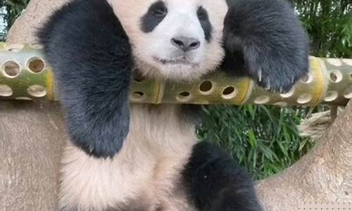 福宝产品到底是什么(福宝产品到底是什么东西)_广期所_第1张_财经网 福宝产品到底是什么(福宝产品到底是什么东西)_https://www.lclxwz.com_广期所_第1张