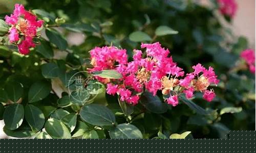 紫气东来股市直播(紫气东来直播间股票)_https://www.lclxwz.com_上期能源_第1张