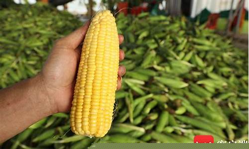 海南玉米期货直播(海南玉米今日价格)(海口玉米价格)_中金所_第1张_财经网 海南玉米期货直播(海南玉米今日价格)(海口玉米价格)_https://www.lclxwz.com_中金所_第1张